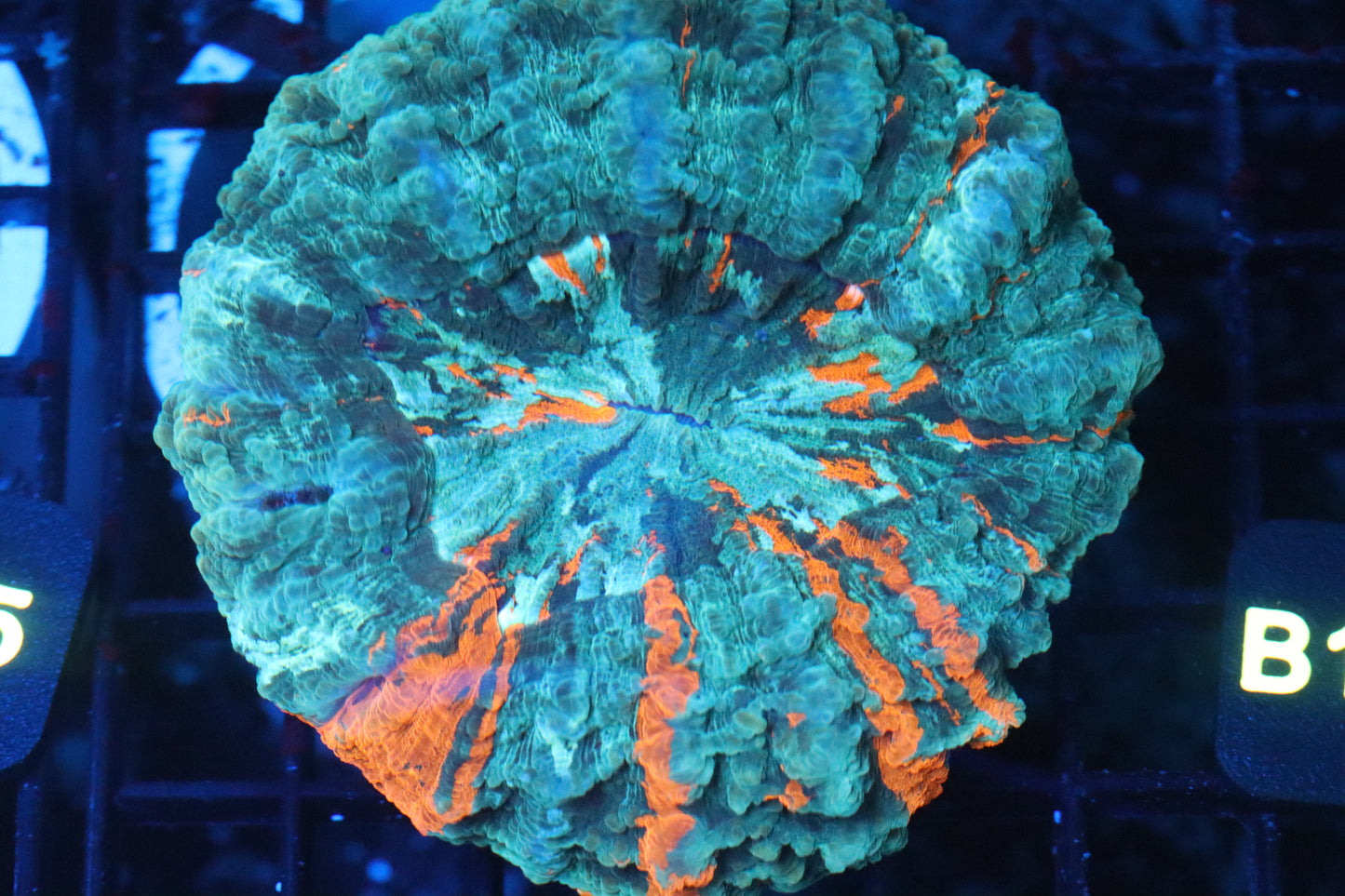 Green & Orange Acantho (B138)