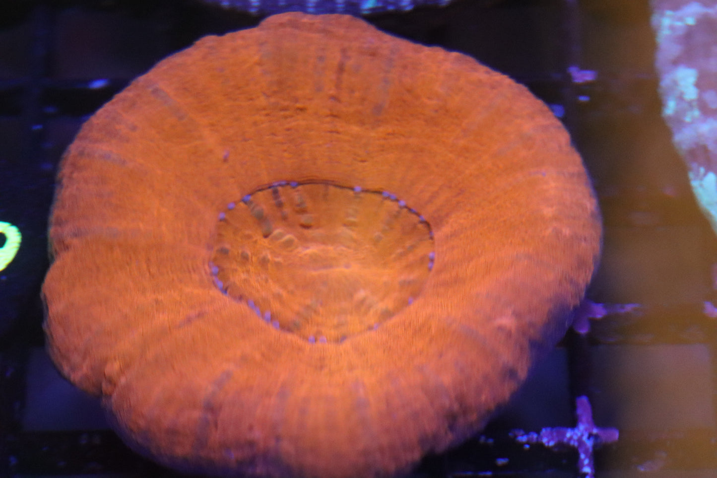 Solid Red Scoly B104