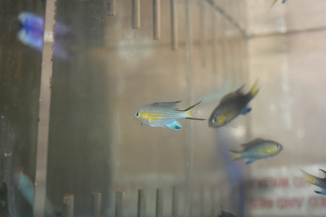 Vanderbilt Chromis group of 10