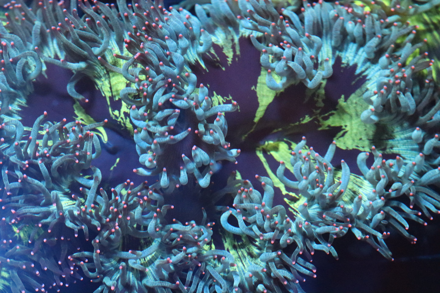Pink Tip Elegance Coral (D156)