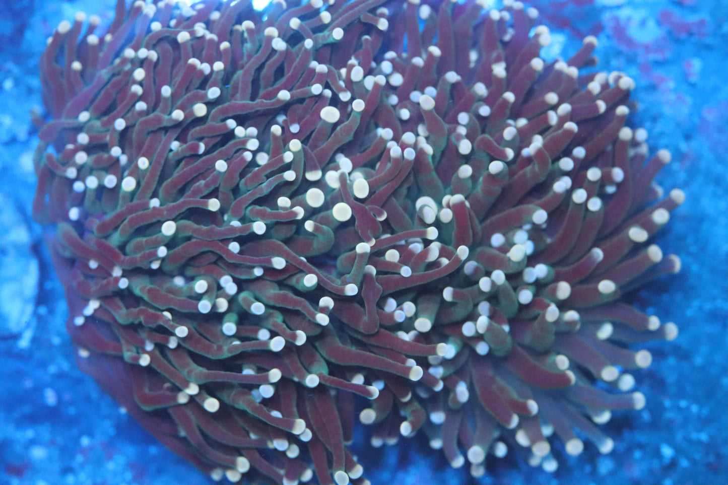 Peach Tip Aussie Torch Colony (D209)