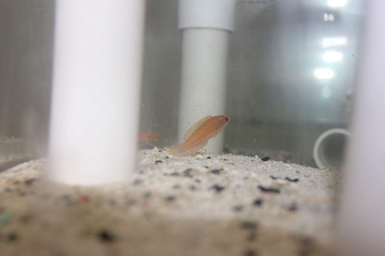 McCosker Flasher Wrasse|paracheilinus Mccoskeri (3" Male)