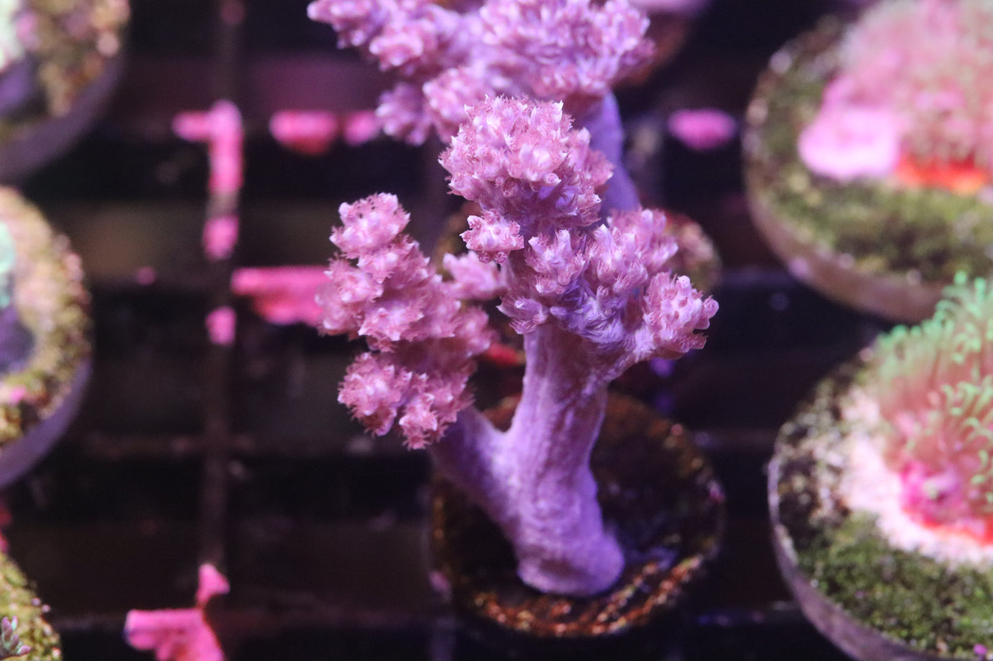 Purple Kenya Tree (B132)