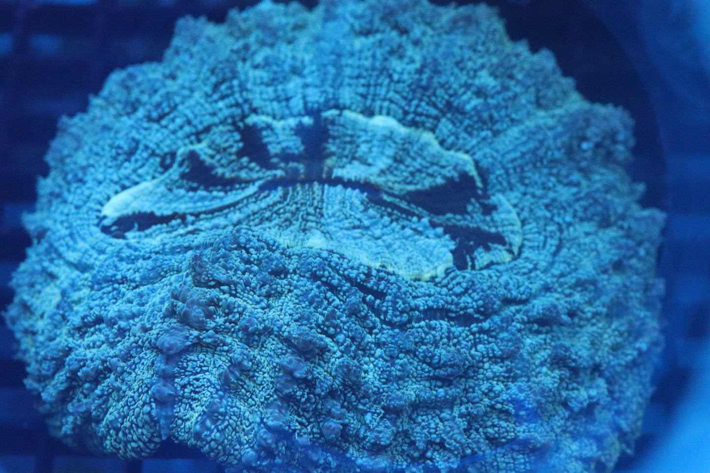 Green Aussie Acantho (D229) Medium