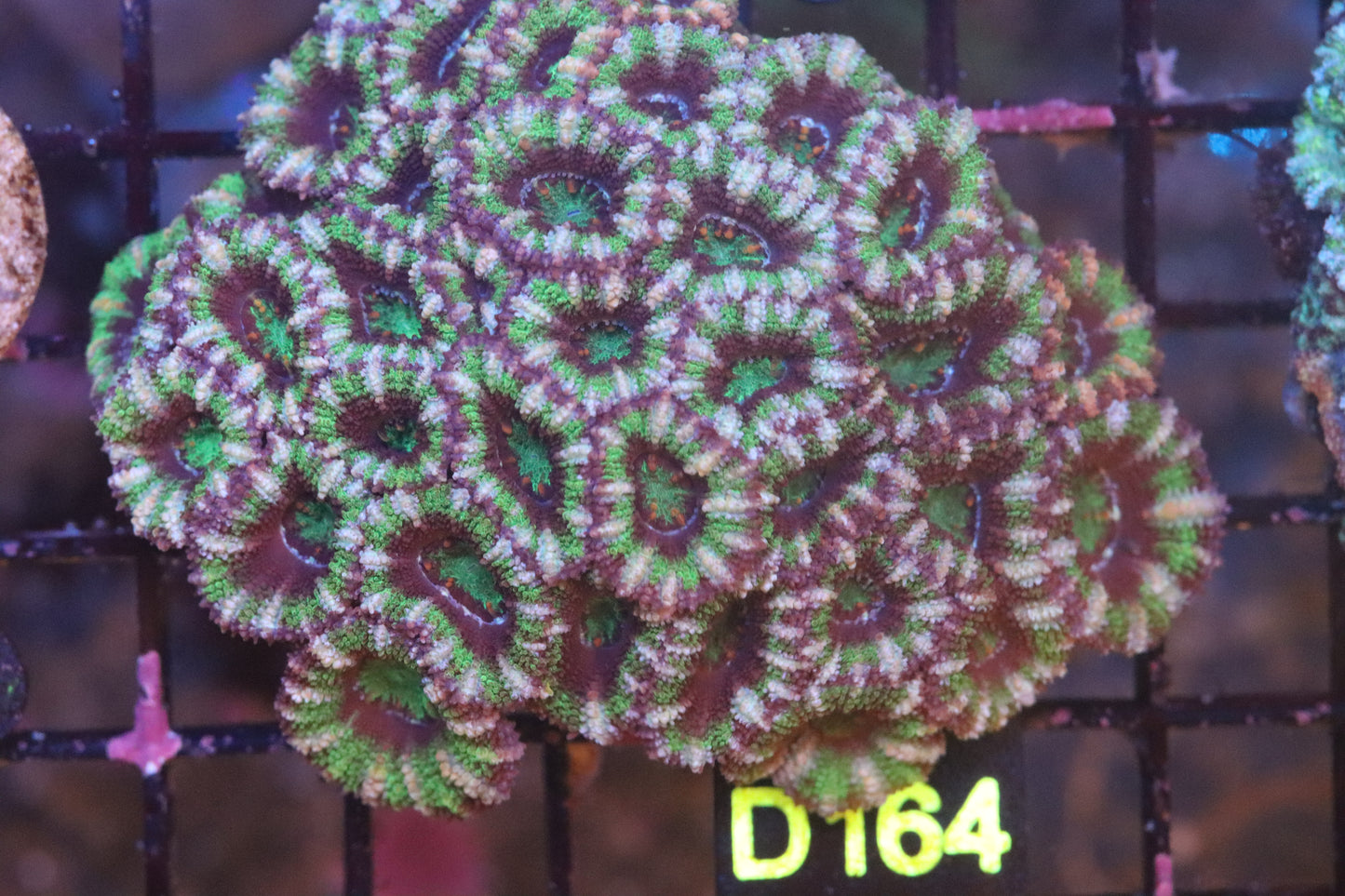 Micromussa Lord Colony (D164)