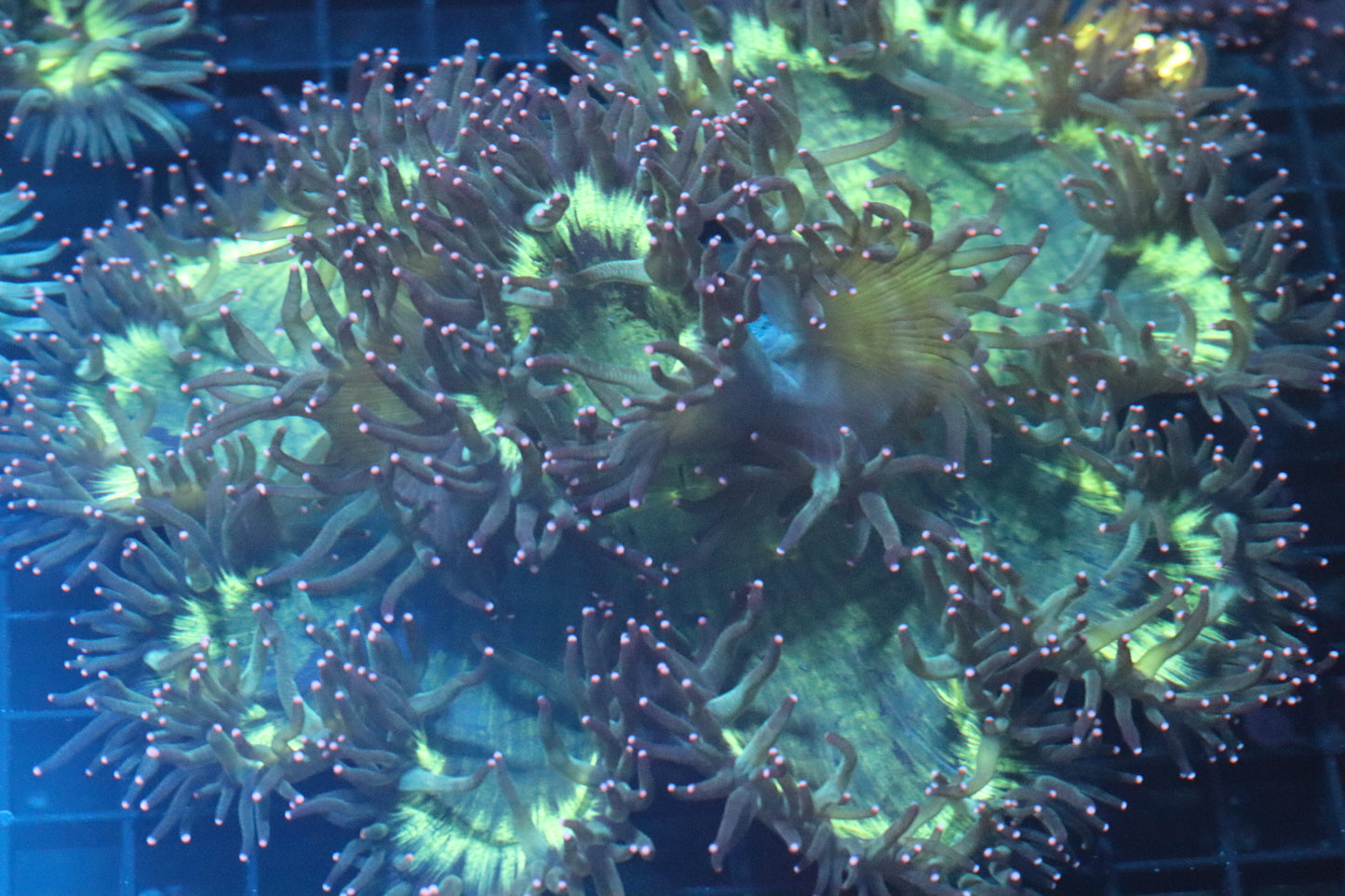 Pink Tip Elegance Coral (D143)