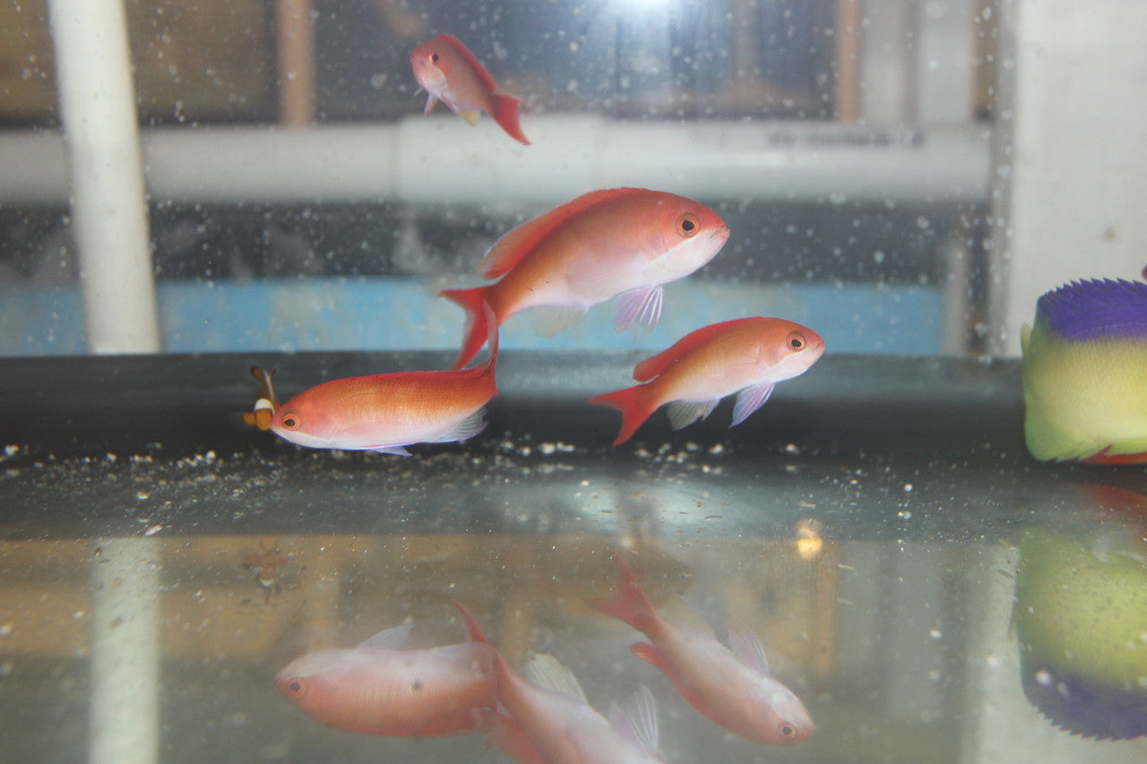 3-4" Mauritius Red Bar Anthias | Pseudanthias Cooperi