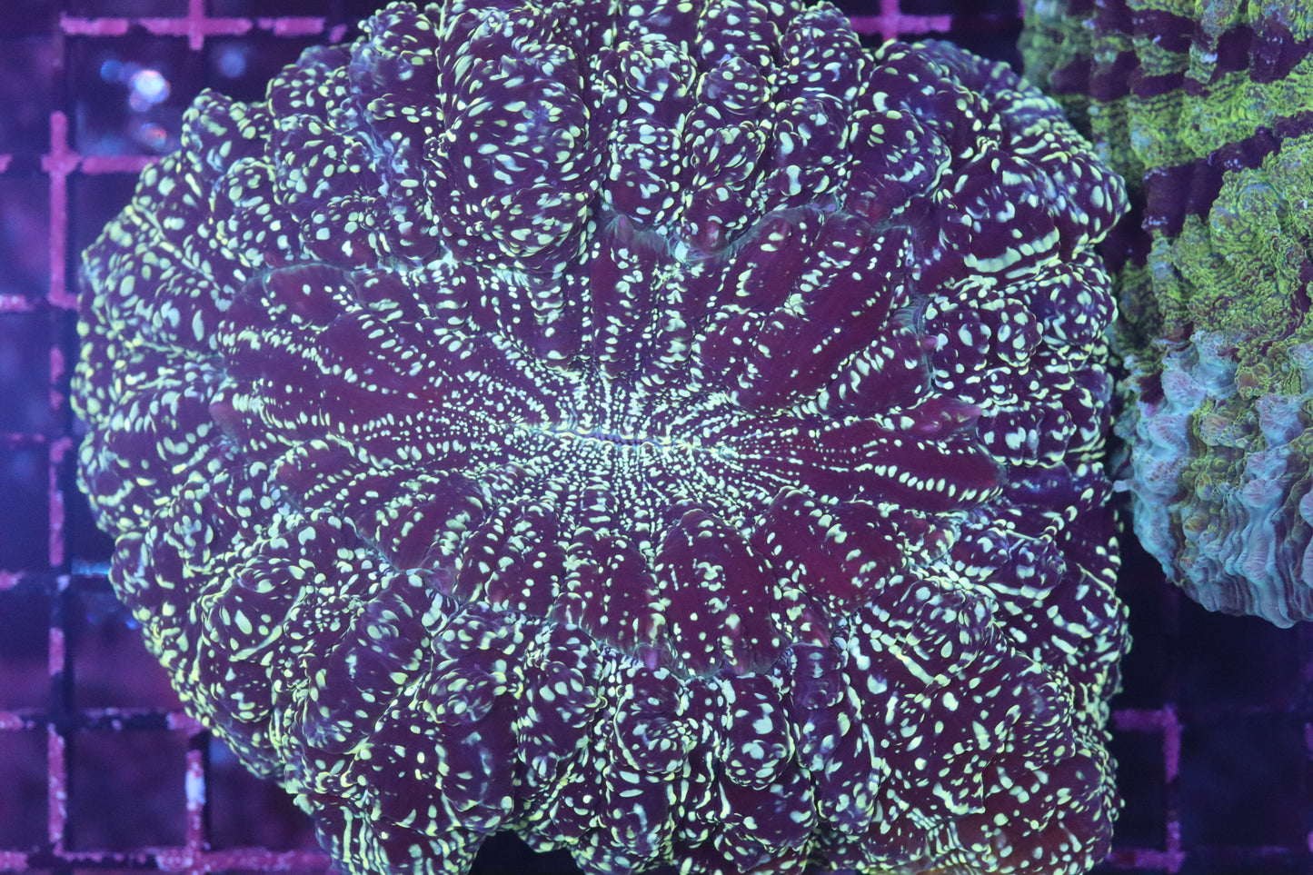Aussie Acantho (D202)