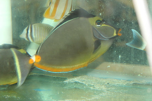 Naso Tang 7-8ā