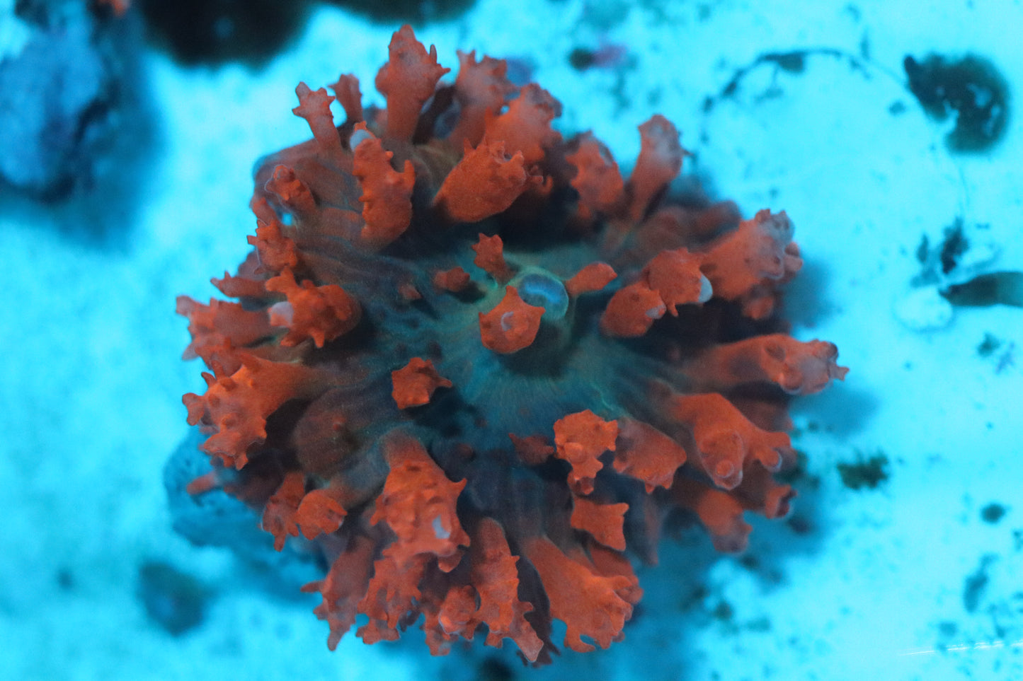 Flame Thrower St.Thomas Mushroom Small (A208)