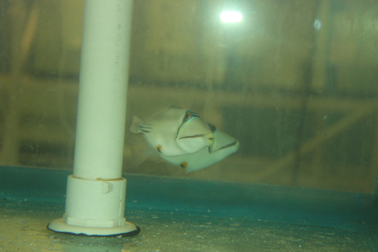 Assasi Trigger (Red Sea) 3-4"