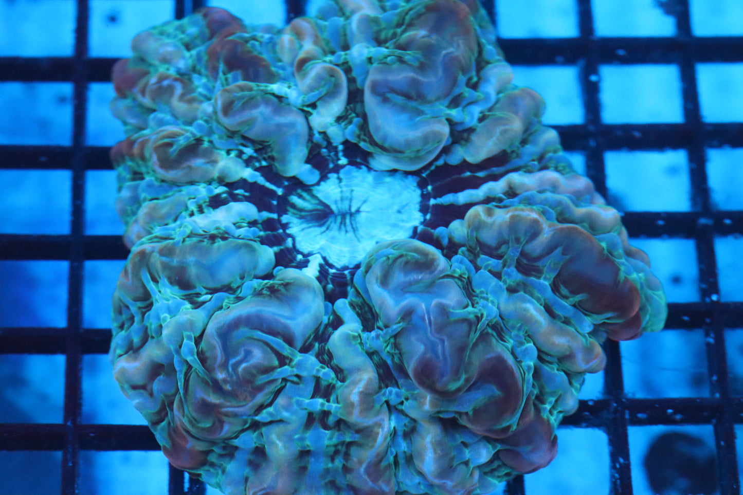 Multi Color Indophyllia (D102)