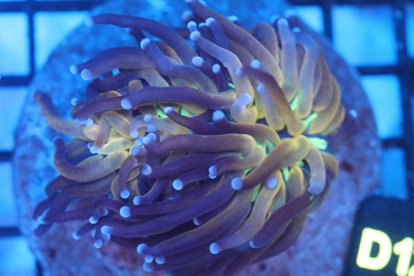 Tiger Torch (D123)