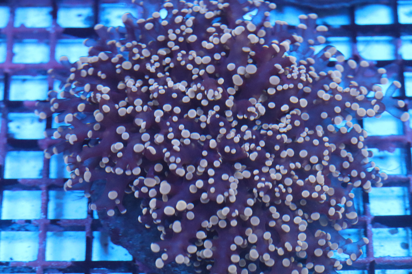 Pink Wall Frogspawn (C105)