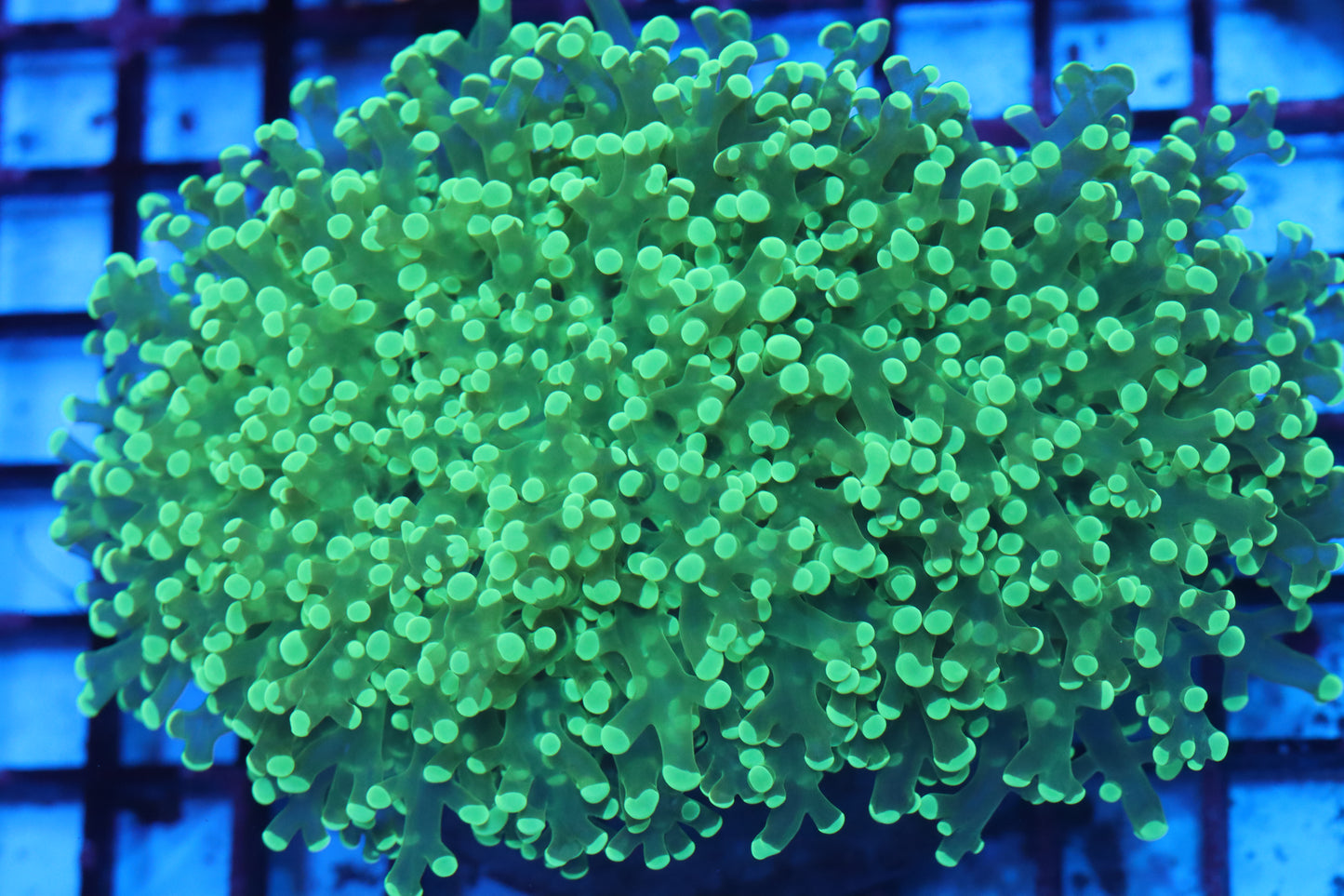 Neon Wall Frogspawn (C107)