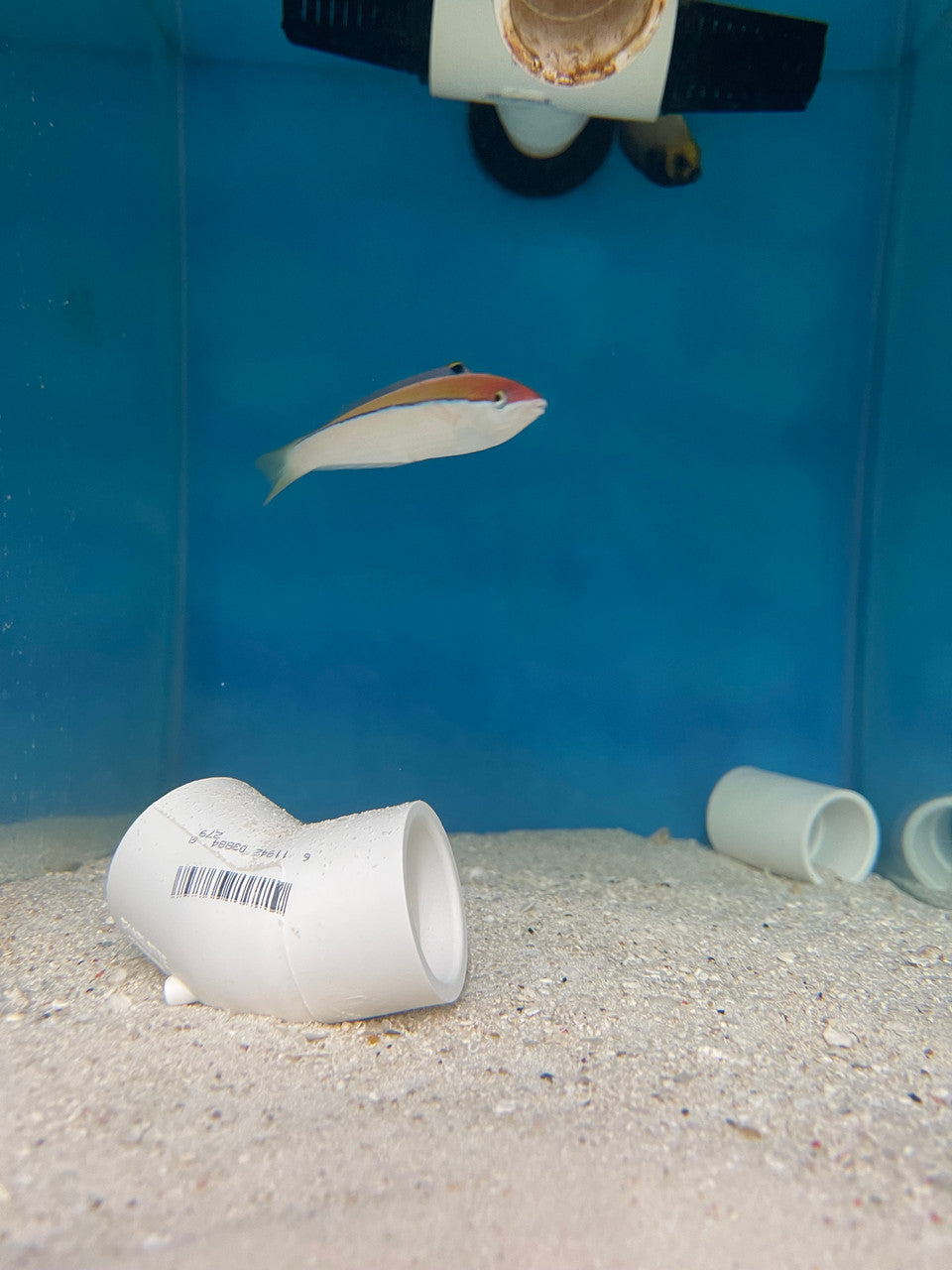 Polynesian wrasse Atavai Sunset Wrasse Female