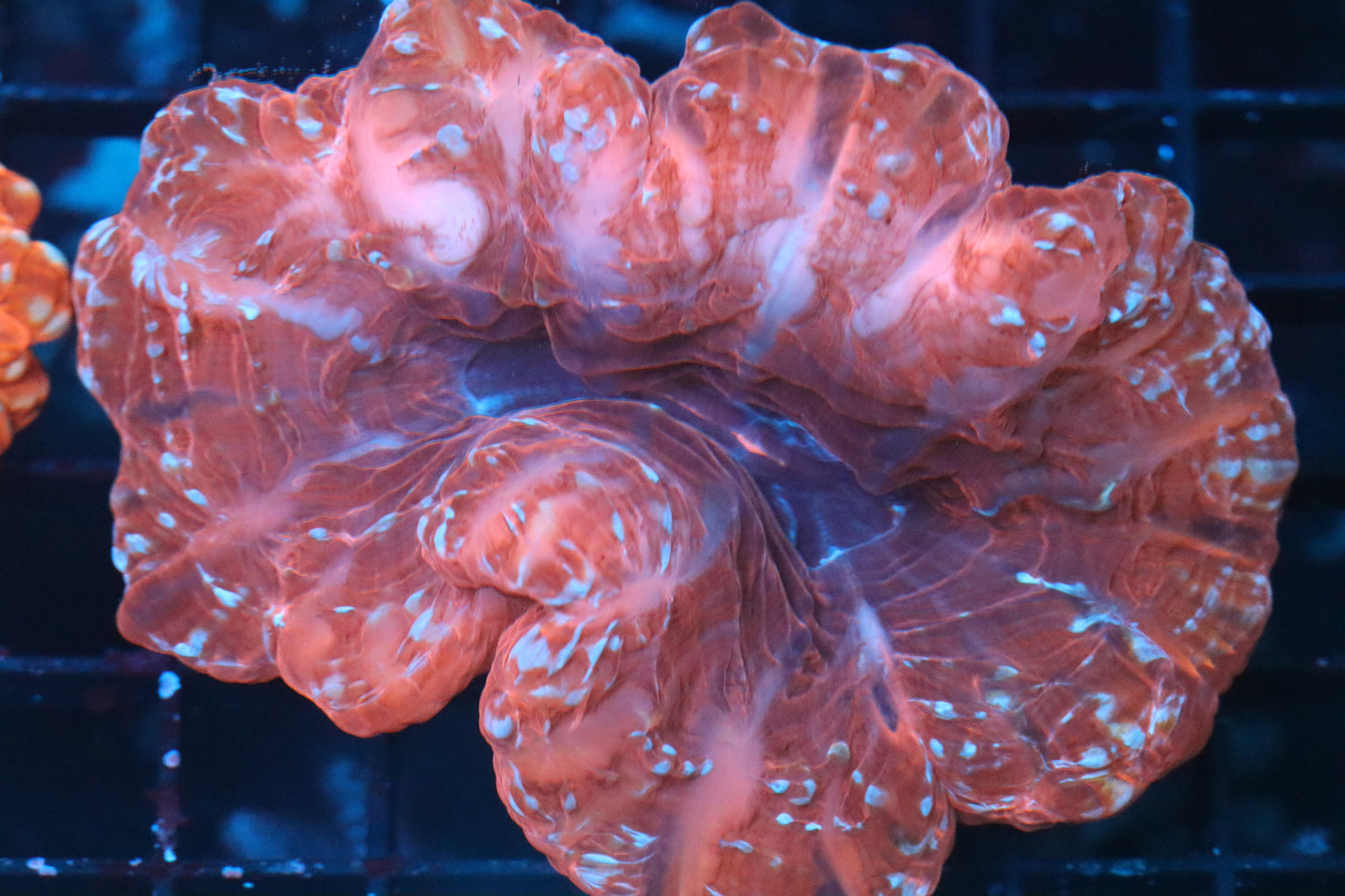 Multi Color Indophyllia (B232)