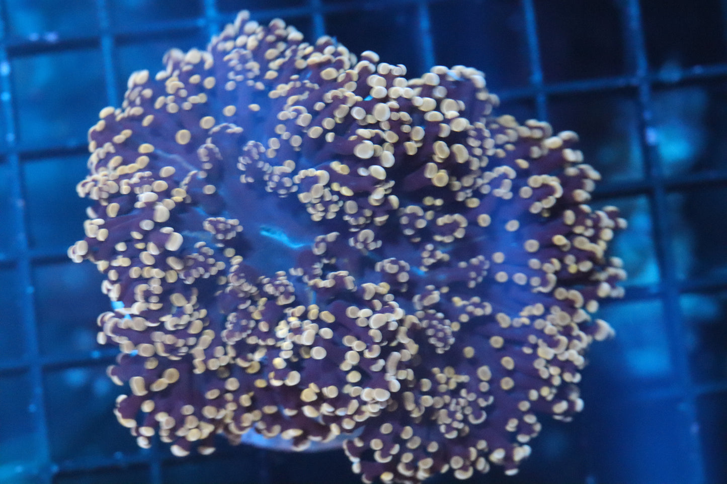 Pink Chunky Frogspawn (B239)