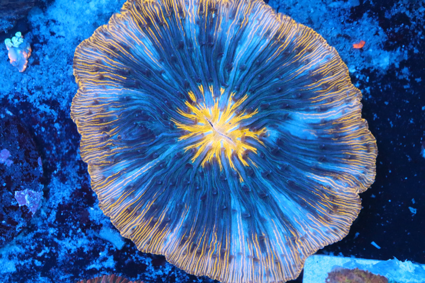 Orange Ring Plate (A147)