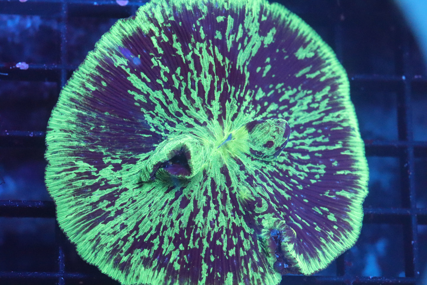 Neon Plate (A141)
