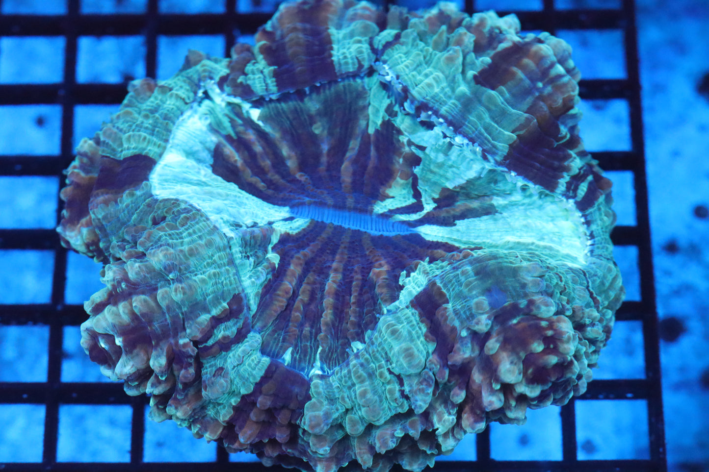 Aussie Acantho (A133) Medium