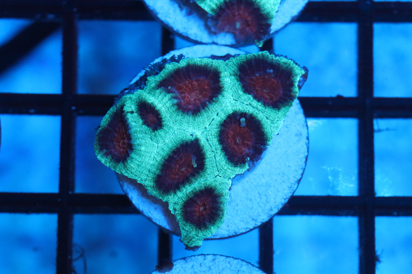Green and Purple Favia (A210)