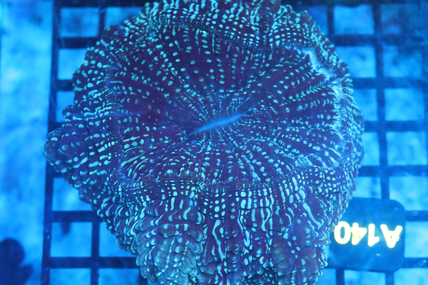 Aussie Acantho (A140) Medium
