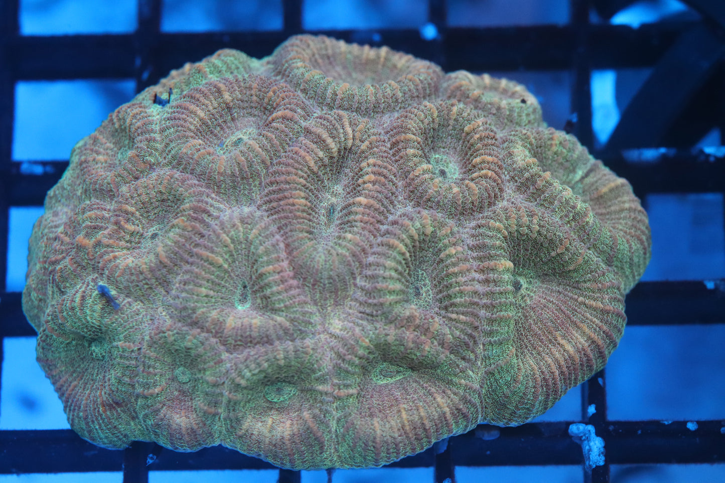 Favia Colony (A224)