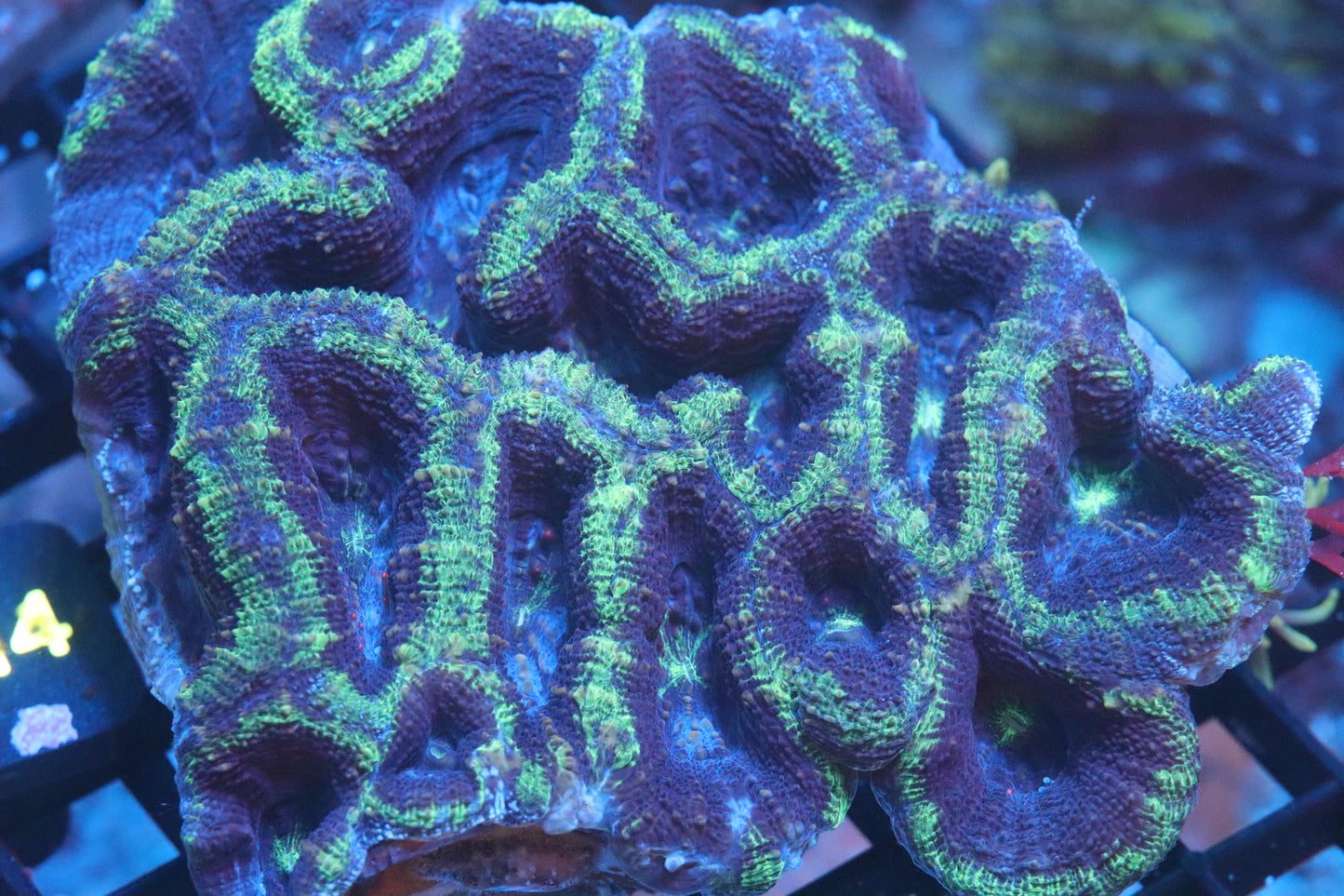 Blue Marble Bowerbanki (A221)