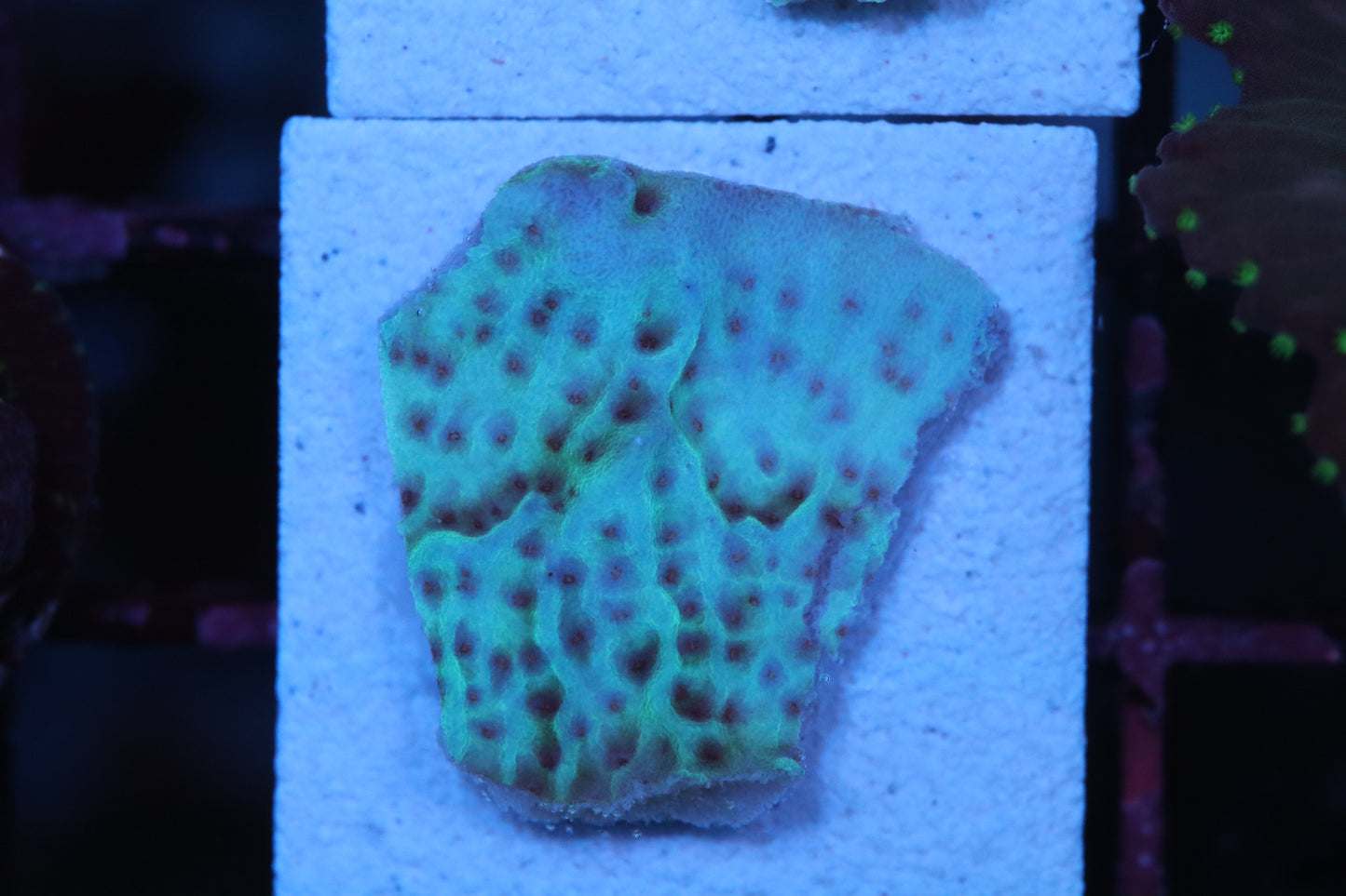 Teal Monti (A204)