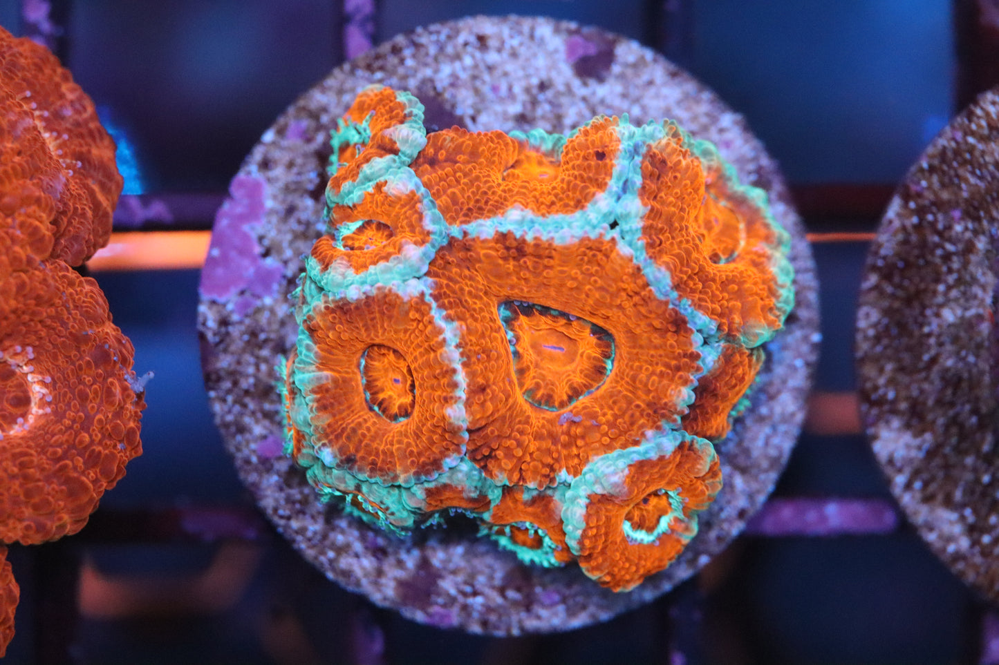 Red & Teal Micromussa (B94)