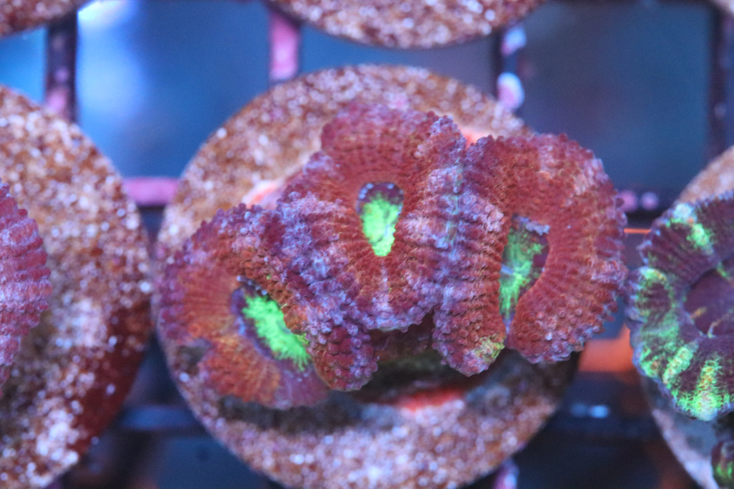 Neon Mouth Micromussa (A205)