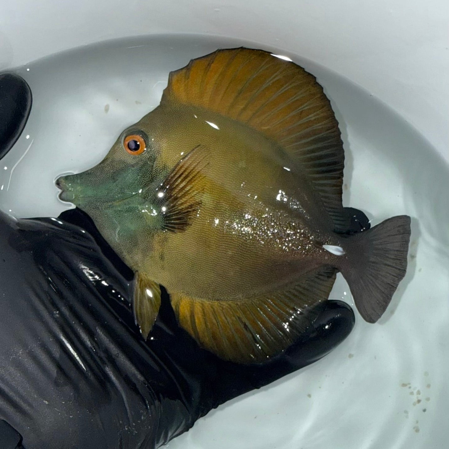 Blue Face Koi Scopas Tang wysiwyg #1 (4-6")