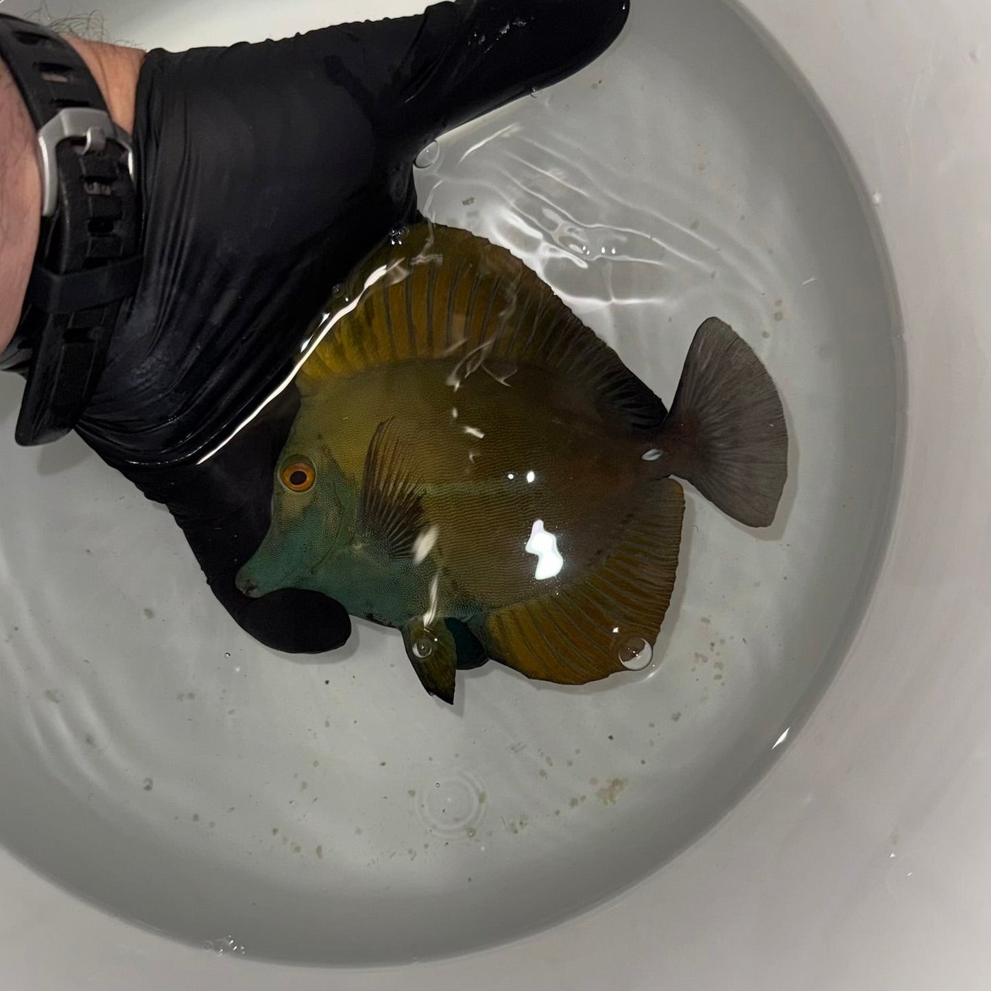 Blue Face Koi Scopas Tang wysiwyg #4 (4-6")