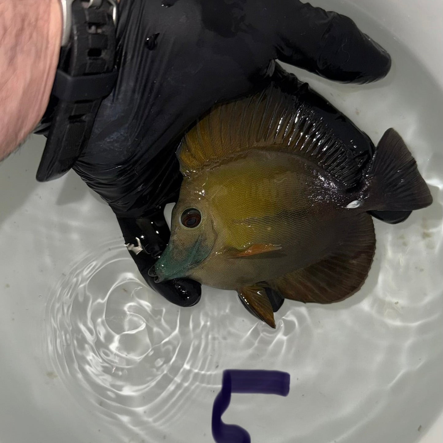 Blue Face Koi Scopas Tang wysiwyg #5 (4-6")