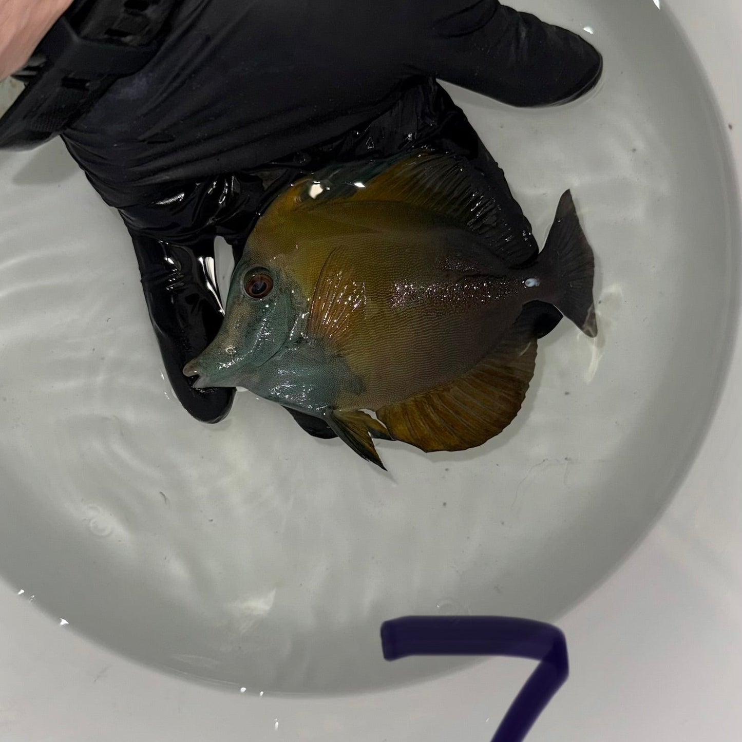 Blue Face Koi Scopas Tang wysiwyg #7 (4-6")