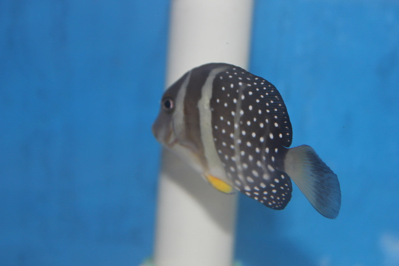 Mustard (Guttatus) Tang-(6-7")