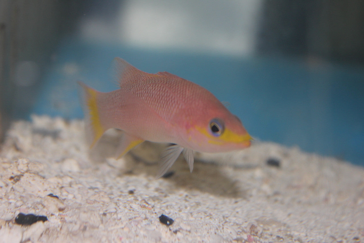 Cave Basslet