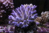 Purple Acropora-XL Colony