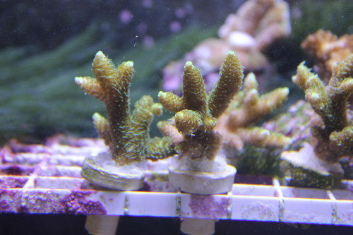 Acropora Green Millepora-1-2" Frag