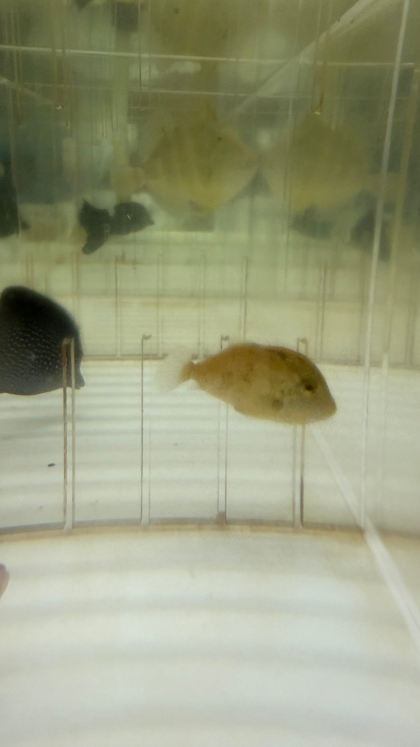 Juv Golden Trigger (2")