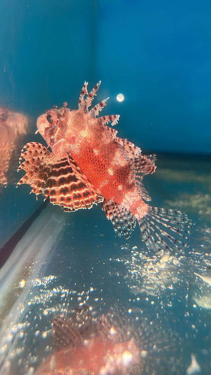 African Dwarf Lionfish