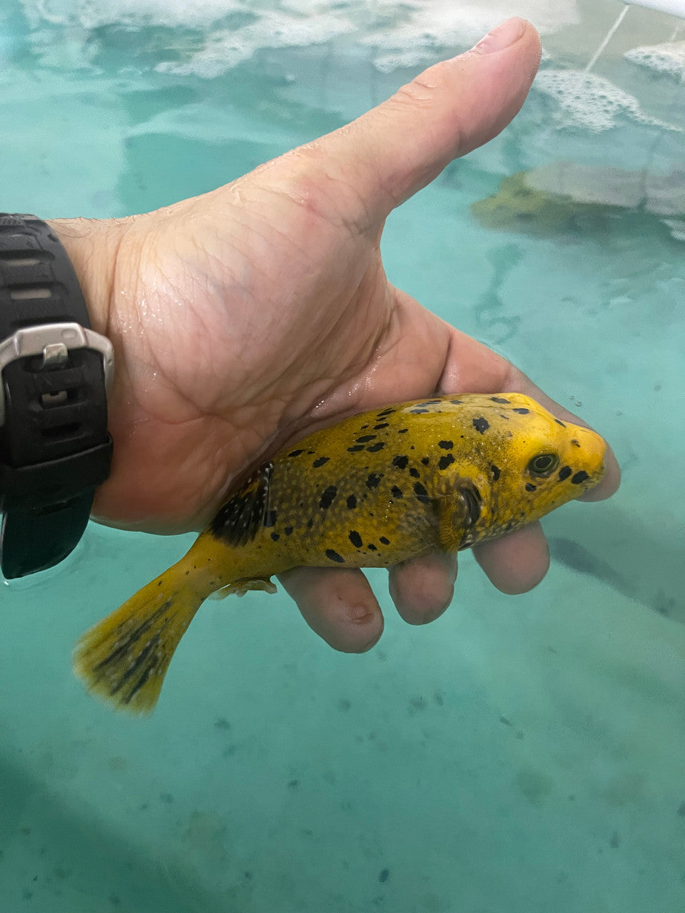Golden Pufferfish (Kenya)-6-8"
