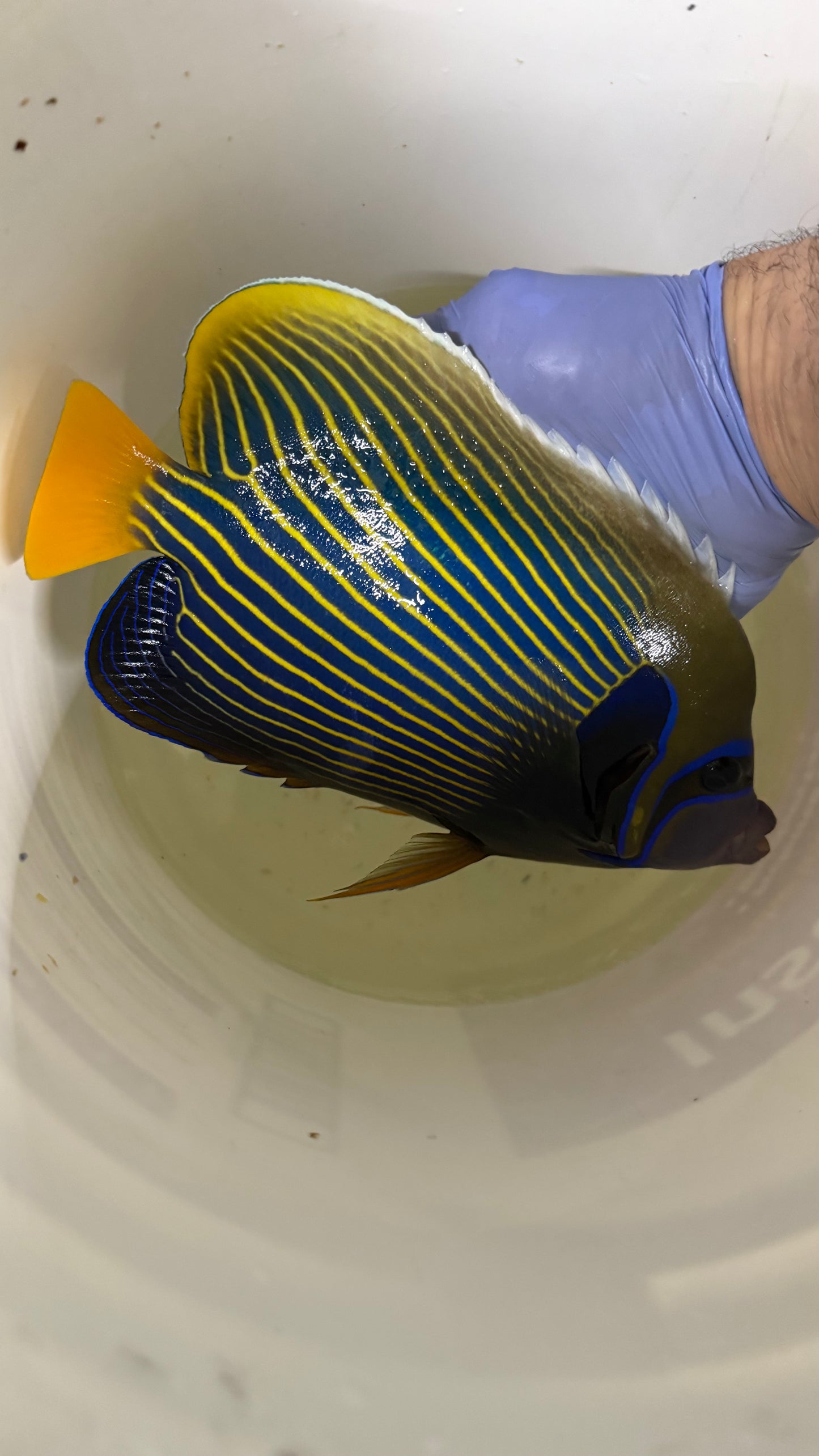 Imperator Angel-12" (Red Sea)