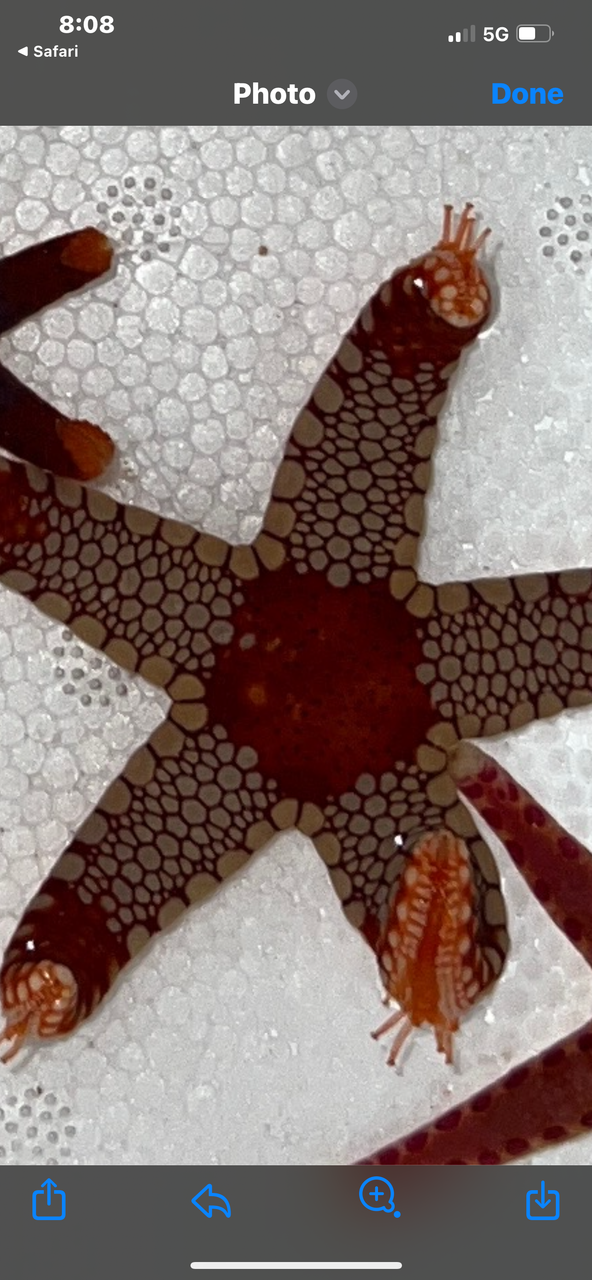 Elegant sea star