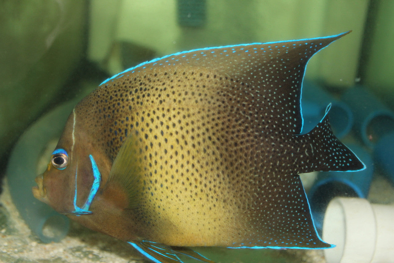 Koran Angelfish-XL (8" adult))