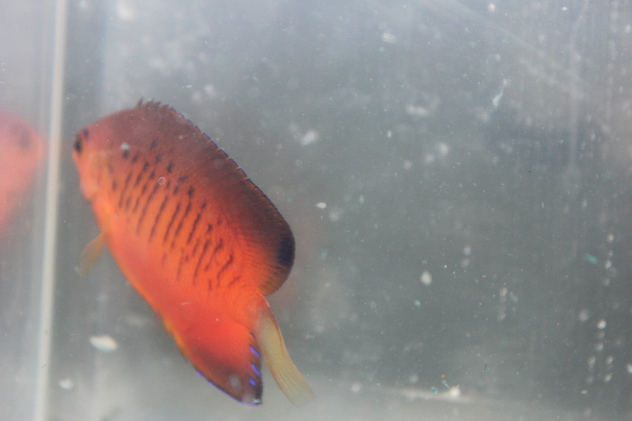 Hybrid Angelfish 2”(aka Shephardi-flame x rusty)