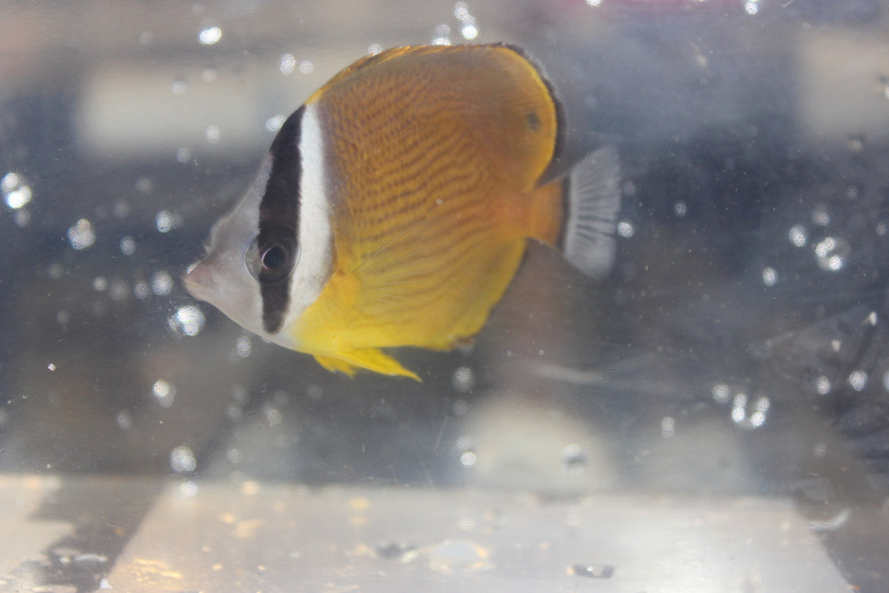 Oriental Butterfly | Chaetodon auripes (4")