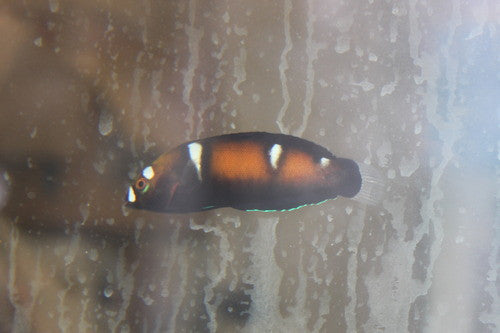 Red Sea Formosa Wrasse-2-3" juv