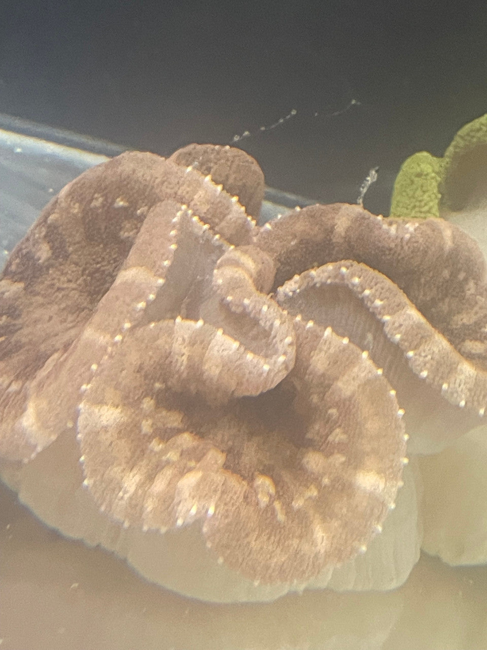 Maroon Stripe Haddoni (12” diameter)